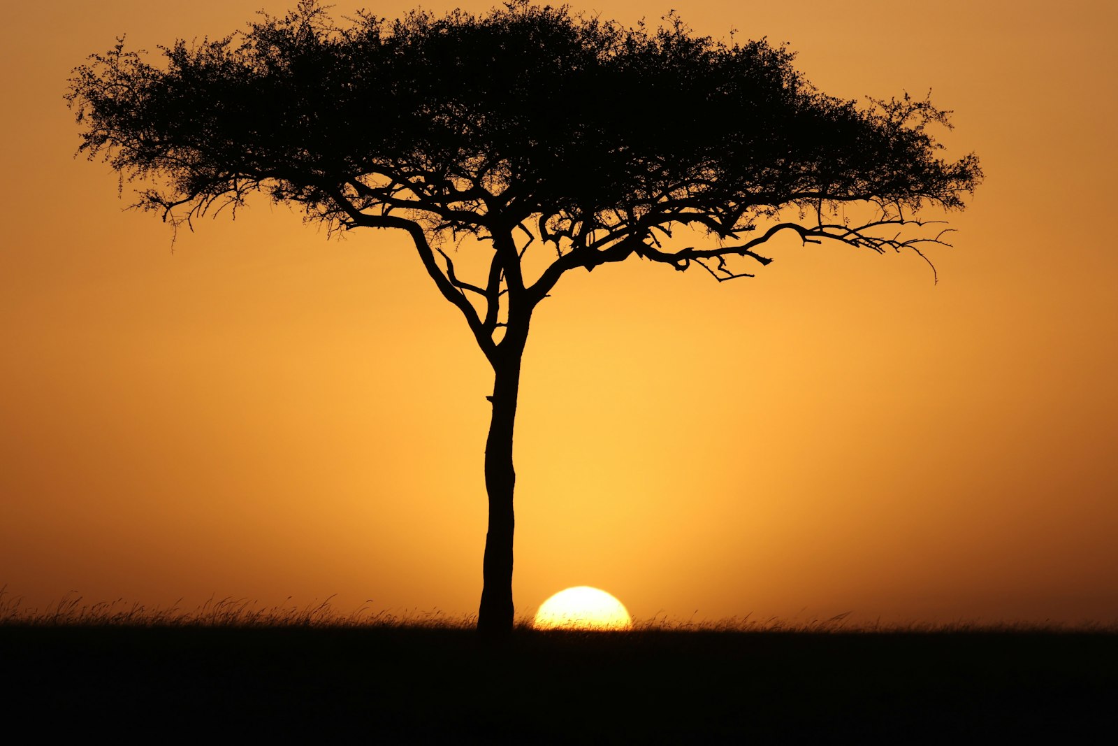 Acacia tree silhouetted against a Kenyan sunrise